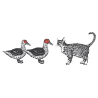 Duck Duck Cat illustration